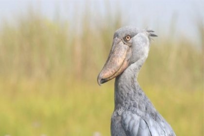 'Milyarlarca yıllık evrim tarihi' neden tehdit altında?