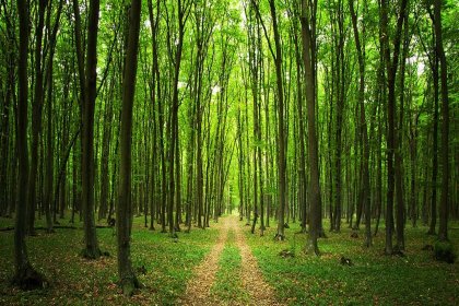 Ormanlar 300 yılda geri gelmez