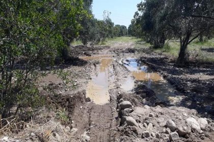 Pamukören’de JES borusu patladı, yüzlerce incir ve zeytin ağacı zarar gördü