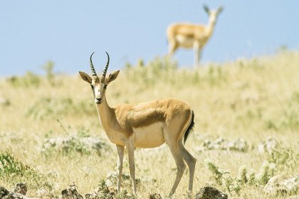 Şanlıurfa'da ceylanların avlanması için ihale açılıyor!