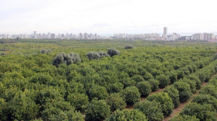 30 bin narenciye ağacının olduğu bölgeye sanayi sitesi