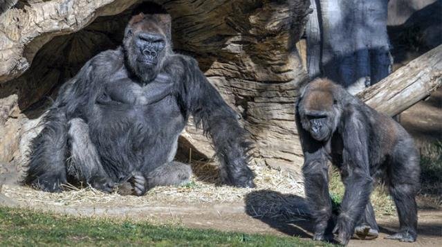 ABD'de gorillere Covid-19 aşısı yapıldı