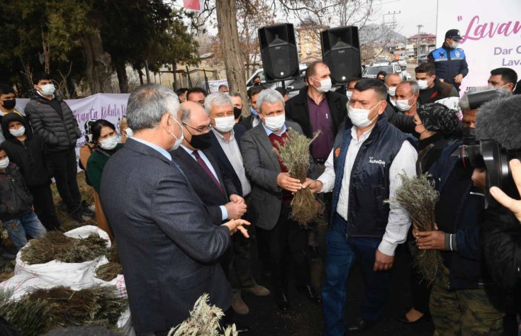 Adana Büyükşehir Belediyesi Pozantı’da 80 bin lavanta fidesi daha dağıttı