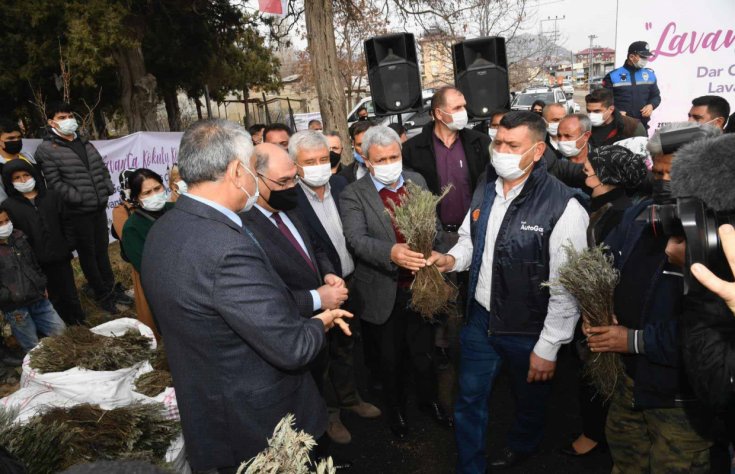 Adana Büyükşehir Belediyesi Pozantı’da 80 bin lavanta fidesi daha dağıttı Adana Büyükşehir Belediyesi Pozantı’da 80 bin lavanta fidesi daha dağıttı
