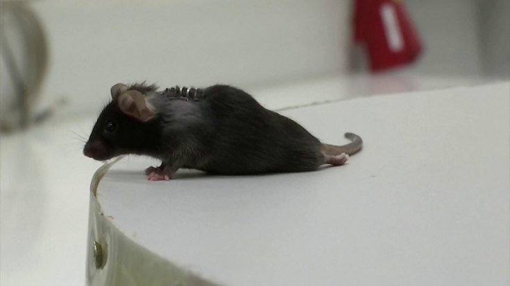 Felçli fareler gen tedavisiyle tekrar yürüdü