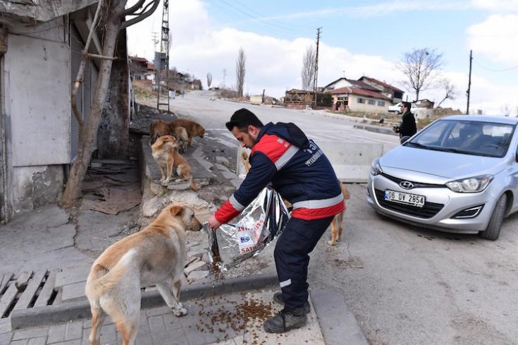 Ankara Büyükşehir Belediyesi, sokak hayvanlarına mama desteğini sürdürüyor