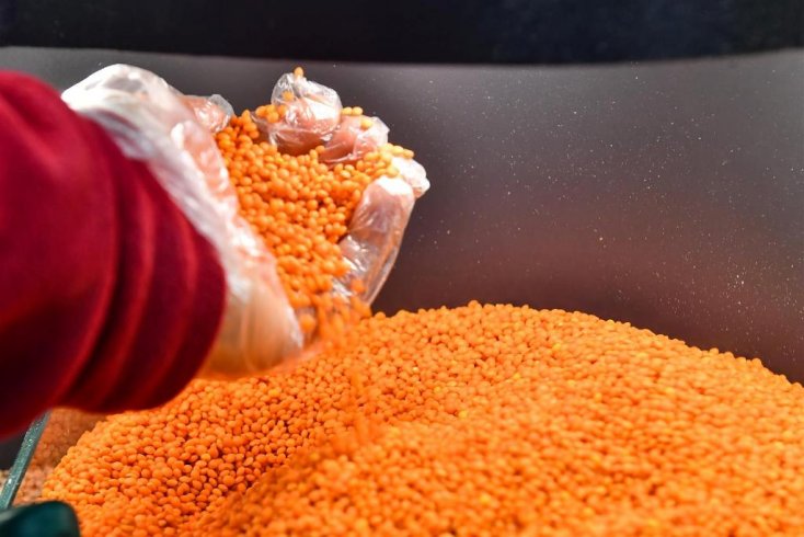 Ankara Büyükşehir Belediyesi'nden çiftçiye yeni destek projesi: 3 ilçede 400 ton kırmızı mercimek tohumu dağıtılacak Ankara Büyükşehir Belediyesi'nden çiftçiye yeni destek projesi: 3 ilçede 400 ton kırmızı mercimek tohumu dağıtılacak