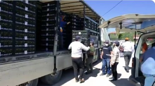 Ankara'da 8 milyon sebze fidesi dağıtımı başladı