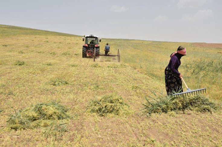 Ankaralı çiftçilere dağıtılan kırmızı mercimek tohumunun hasadına başlandı