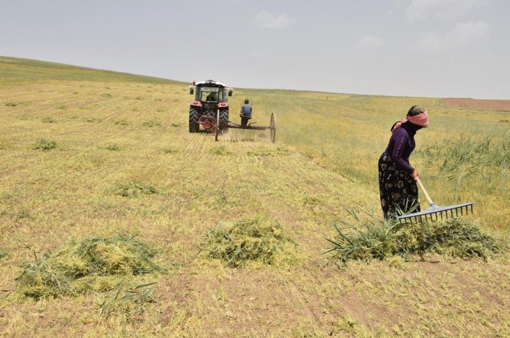 Ankaralı çiftçilere dağıtılan kırmızı mercimek tohumunun hasadına başlandı Ankaralı çiftçilere dağıtılan kırmızı mercimek tohumunun hasadına başlandı