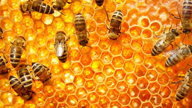 Araştırma: Arılar hastalık riskine karşı sosyal mesafeye dikkat ediyor
