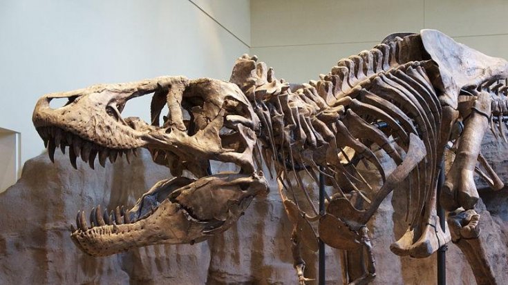 Araştırma: Dünyada 2.5 milyar T-rex dinozor türü yaşamış olabilir