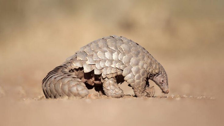 Araştırma: Pangolin koronavirüsünün yapısı insandaki virüsün yapısıyla benzerlik taşıyor