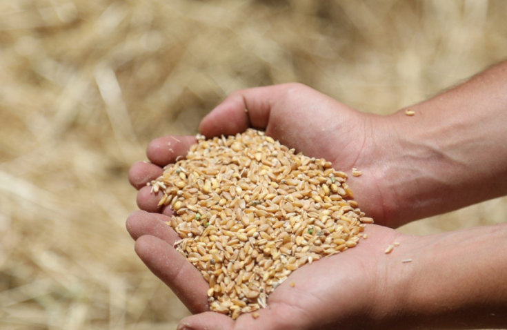 Ata tohumu karakılçık buğdayının ilk hasadı Karaova'da yapıldı