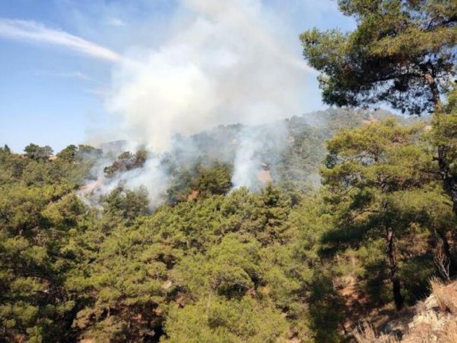 Aydın'da orman yangını