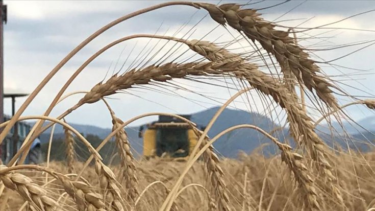 Buğday fiyatı 2020’de yüzde 23.64 arttı