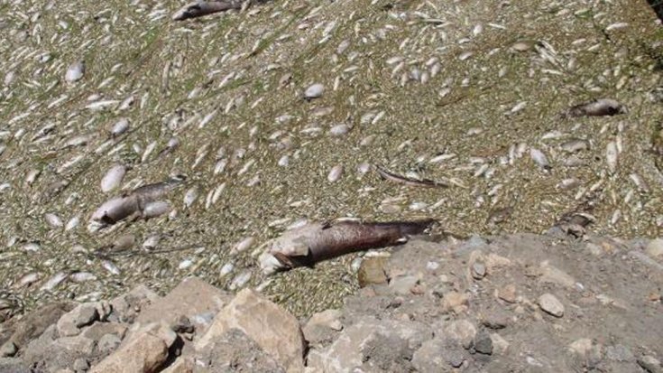 Büyük Menderes Nehri'nde fabrika atıkları, binlerce balığın ölümüne neden oldu