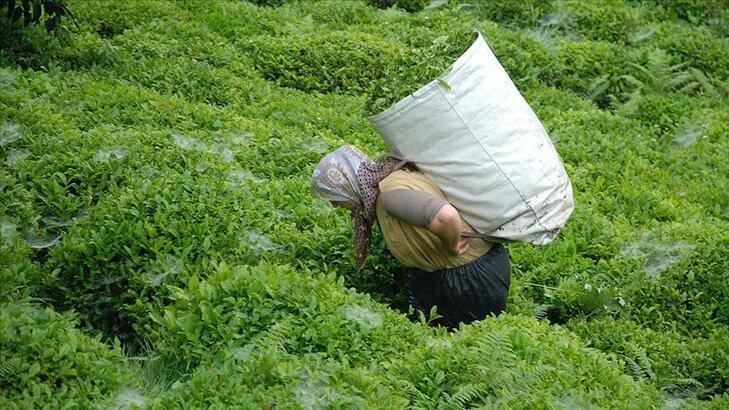 CHP Rize İl Başkanlığı: 2021 yılı yaş çay alım fiyatı 5 TL olmalıdır