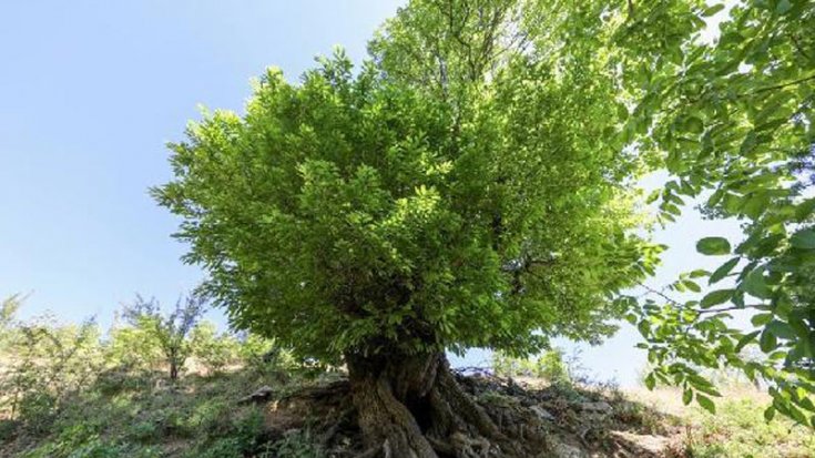 Diyarbakır'da 410 yıllık ağaç, 'anıt ağaç' olarak tescillendi