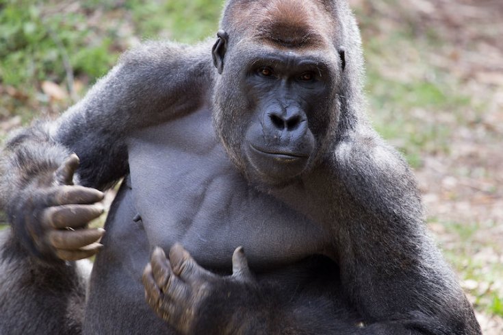 Goriller insan seslerini ayırt edebiliyor