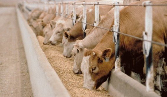 İBB: Hayvan üreticilerine sığır süt yemi desteği başvuruları başladı