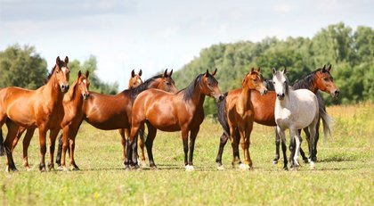 İBB'den kayıp atlarla ilgili yeni açıklama: Sevkiyat bitince İBB'nin sorumluluğu da biter