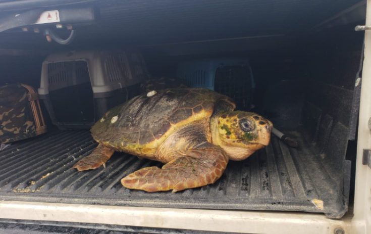 İzmir İtfaiyesi yaralı Caretta caretta için zamanla yarıştı