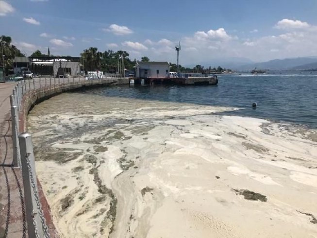 İzmit Körfezi yeniden deniz salyası ile kaplandı İzmit Körfezi yeniden deniz salyası ile kaplandı