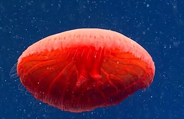 Kırmızı denizanası bilim insanları tarafından ilk defa gözlemlendi