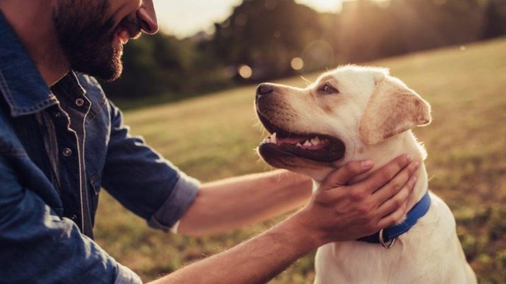 Köpekler, insanın kasıtlı ve kasıtsız eylemlerini ayırt edebiliyor Köpekler, insanın kasıtlı ve kasıtsız eylemlerini ayırt edebiliyor