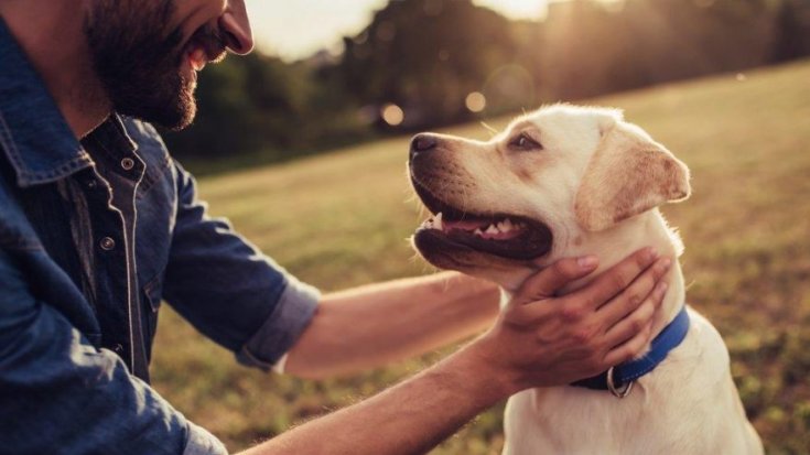 Köpekler, insanın kasıtlı ve kasıtsız eylemlerini ayırt edebiliyor