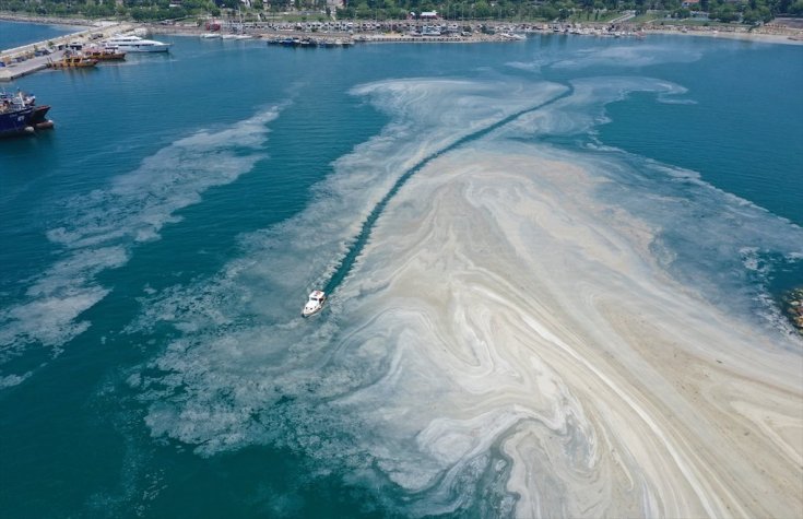 Marmara Denizi'ndeki tür çeşitliliği 250'den 21'e indi