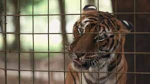 Netflix’in ‘Tiger King’ dizisinin çekildiği hayvan parkındaki 68 büyük kediye el konuldu