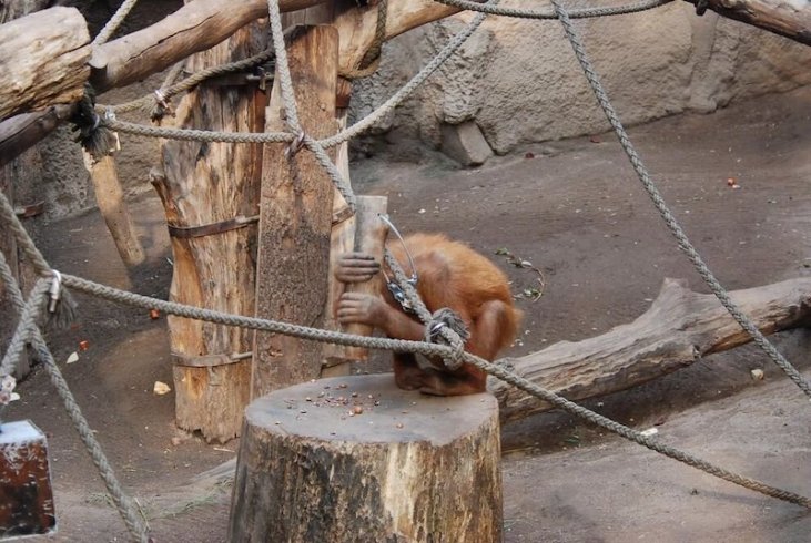 Orangutanlar, kendilerine öğretilmeden çekiç kullanabiliyor