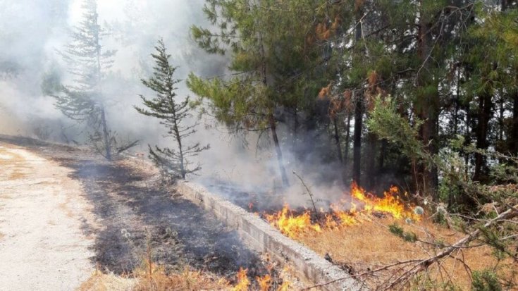 Orman yangınları sonrası bilgi kirliliği nedeniyle Akademisyenler 2019'da 'Ormanın Çağrısı' bildirisi yayınlamış Orman yangınları sonrası bilgi kirliliği nedeniyle Akademisyenler 2019'da 'Ormanın Çağrısı' bildirisi yayınlamış