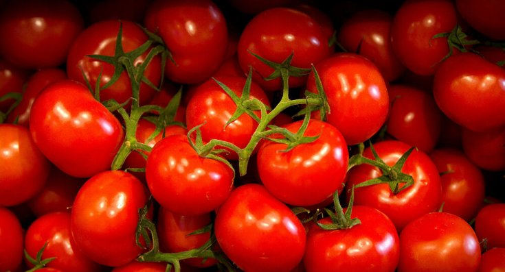 Rusya: Türkiye’den alınan domateslerde virüs görüldü