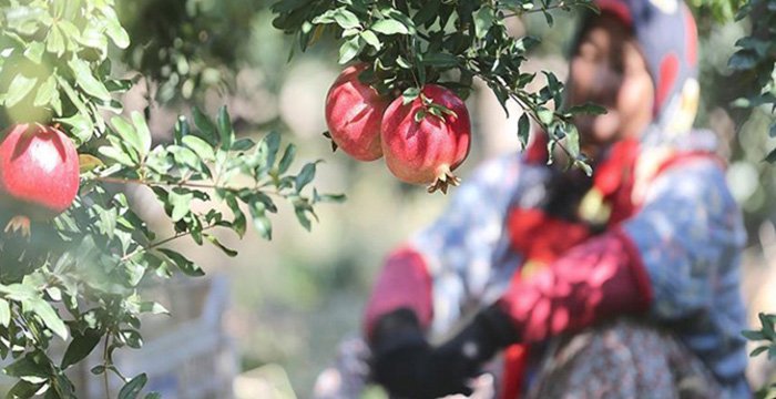 Rusya, Türkiye’den nar ve biber ithalatını yasakladı