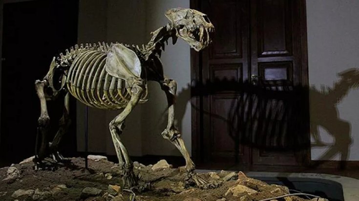 Sibirya'da bulunan mağara aslanı yavrusu fosilinin en az 28 bin yıl önce yaşadığı keşfedildi