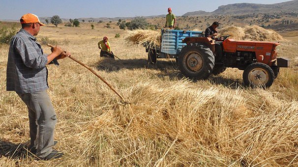 'Tarım kredi kooperatiflerine borcunu ödeyemeyen 4 bin 145 çiftçi icralık'