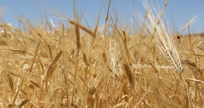 TÜİK: Buğday üretimi geçen yıla göre yüzde 14 azalacak
