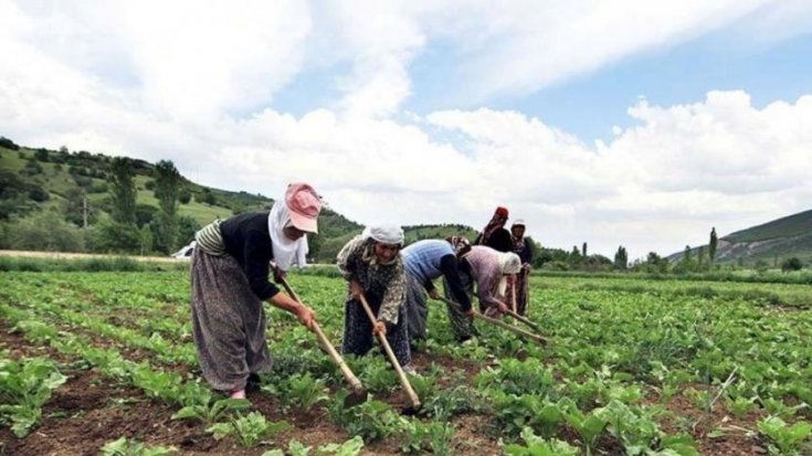 Üretici-market fiyat farkı 9 kata ulaştı Üretici-market fiyat farkı 9 kata ulaştı