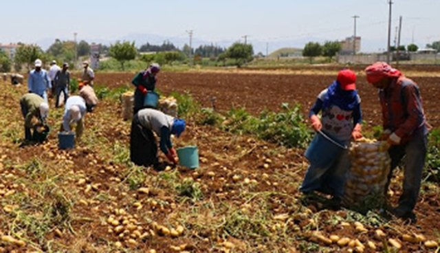 Yılın ilk 7 ayında en az 7 mevsimlik tarım işçisi öldü, 120'si de yaralandı