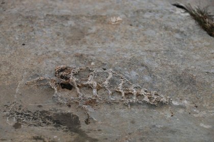 Adıyaman’da 70 milyon yıllık fosil bulundu