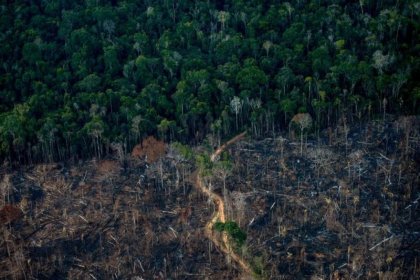 Amazon ormanları son 15 yılın en büyük kaybını yaşıyor