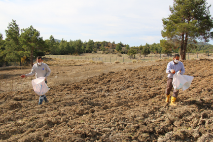 Antalya Büyükşehir Belediyesi çiftçiye hibe buğday tohumu desteği verecek