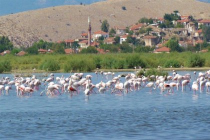 Bafa Gölü 261 farklı kuş türüne ev sahipliği yapıyor