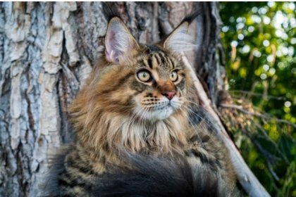Bilim insanları en güzel ve en çirkin kedi türlerini açıkladı