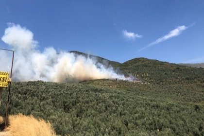 Bursa’da ormanlık alanda yangın