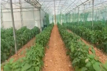 Dijital tarım sistemi Kumluca'da da uygulanmaya başladı