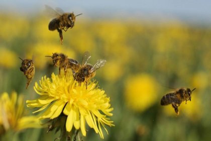 Güney Afrika'da arılar arasında yeni bir hastalık yayılıyor